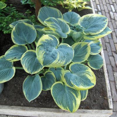 Hosta 'Sugar Daddy' Hosta 'Sugar Daddy'